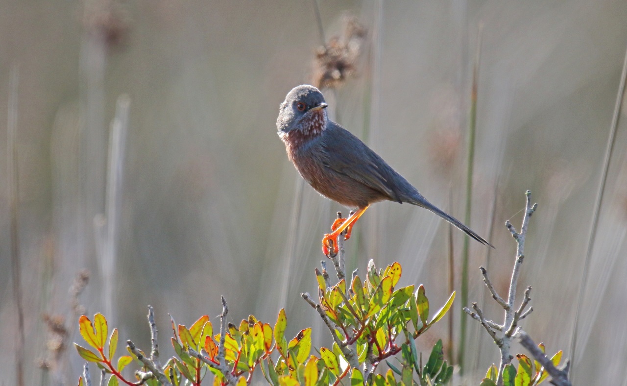 After almost 12 months of drought in Sicily, the diversity of b - Bild 2